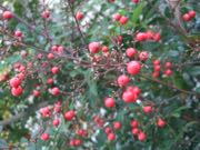 ファイル 2787-1.jpg