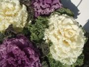 ファイル 2788-1.jpg