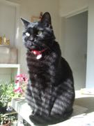 ファイル 2789-1.jpg