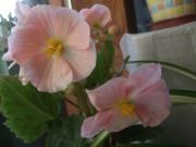 ファイル 2794-1.jpg