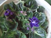 ファイル 2798-1.jpg