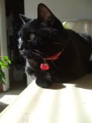 ファイル 2801-1.jpg