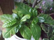 ファイル 2806-1.jpg