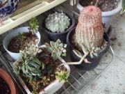 ファイル 2807-2.jpg