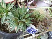 ファイル 2807-3.jpg