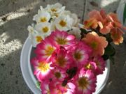 ファイル 2813-1.jpg