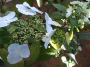 ファイル 2820-1.jpg