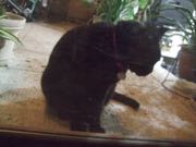 ファイル 2822-1.jpg