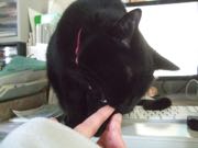 ファイル 2823-1.jpg