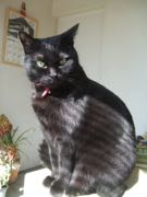 ファイル 2826-1.jpg