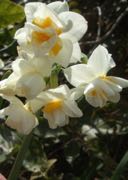 ファイル 2842-1.jpg