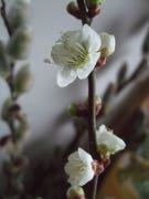 ファイル 2846-1.jpg