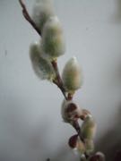 ファイル 2847-1.jpg