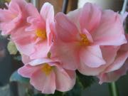 ファイル 2849-1.jpg