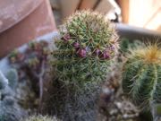 ファイル 2851-1.jpg