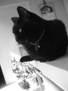 ファイル 2852-1.jpg