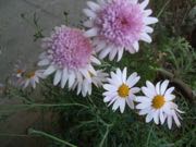 ファイル 2853-1.jpg