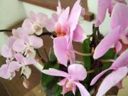 ファイル 2863-1.jpg