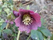 ファイル 2866-1.jpg