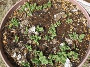 ファイル 2869-1.jpg