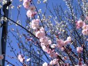 ファイル 2870-2.jpg