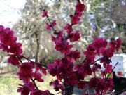 ファイル 2870-3.jpg