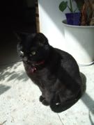 ファイル 2874-1.jpg