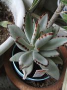 ファイル 2875-1.jpg