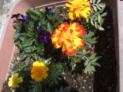 ファイル 2876-1.jpg