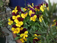 ファイル 288-1.jpg