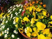 ファイル 2881-1.jpg