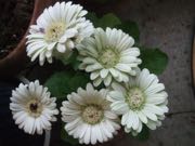 ファイル 2885-1.jpg