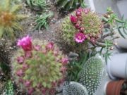 ファイル 2886-1.jpg