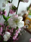 ファイル 2889-1.jpg