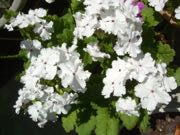 ファイル 2898-1.jpg