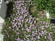 ファイル 2899-1.jpg