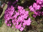 ファイル 2901-1.jpg