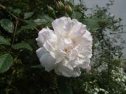 ファイル 2905-1.jpg