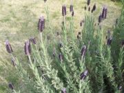 ファイル 2906-1.jpg