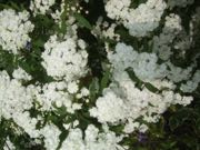 ファイル 2908-1.jpg