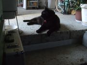 ファイル 2912-1.jpg