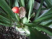 ファイル 2913-1.jpg