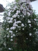 ファイル 2914-1.jpg