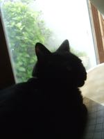 ファイル 2916-1.jpg