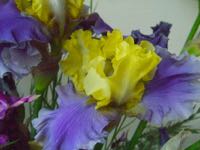 ファイル 2917-2.jpg