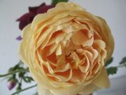 ファイル 2922-1.jpg