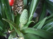 ファイル 2923-1.jpg