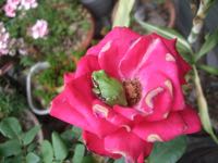 ファイル 2925-1.jpg