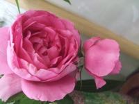 ファイル 2926-2.jpg