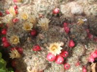 ファイル 2927-1.jpg